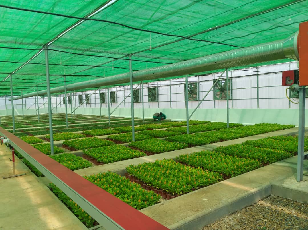 Écran d’ombrage motorisé ou fixe